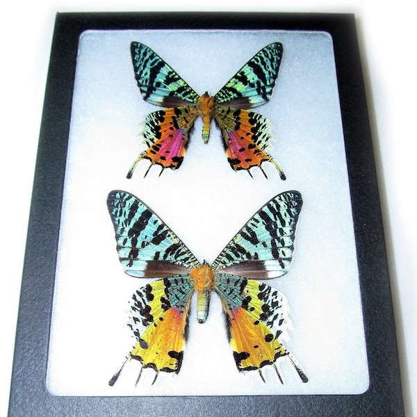 Urania ripheus pair male female Real framed rainbow sunset moth