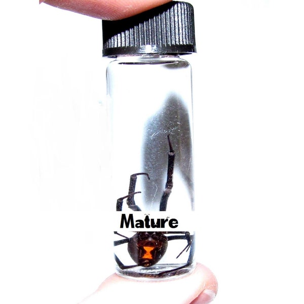 Wet Specimen REAL Arizona Southern Black Widow Spider Preserved in Glass Vial Taxidermy Entomology 2in vial