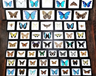 REAL Framed Craft Grade Assorted butterflies moths insects Wholesale Mix Lot Collection Choose 1, 2, 5, or 10 pieces