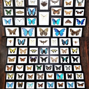 Artificial Garden Butterflies – JoJamma Products