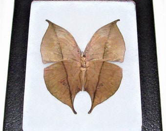 Kallima inachis One Real Butterfly leaf mimic verso Indonesia
