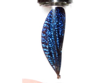 Graellsia　isabellae　92mm 2頭限り $_57.JPG?set_id=8800005007