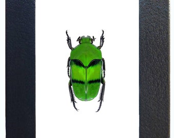 HELLOS Beetle TARP Chacoal greenカラー HELLOS Beetle TARP CG カラー ポールセット - メルカリ
