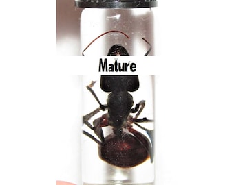 Wet Specimen Real Huge Giant Bullet Ant Camponotus gigas Largest Ant in the World Preserved 2in vial