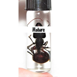 May include: A clear glass vial with a black screw-top lid contains a preserved black ant. The ant is positioned on its back with its legs extended. The label on the vial reads "Mature".