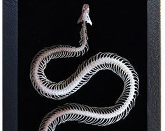 Enhyilris chinensis REPLICA framed Chinese water snake skeleton