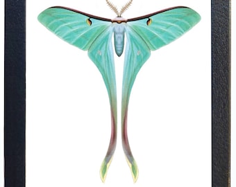 Rare XL Celestial Moon Moth Framed Taxidermy - Actias Chapae