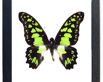 May include: A framed green and black butterfly specimen with white markings. The butterfly is displayed on a white background.