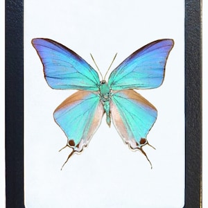 Pseudolycaena damo recto blue hairstreak butterfly Guatemala