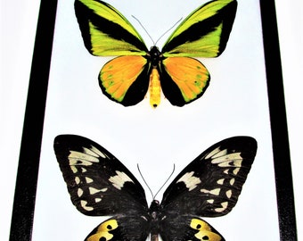 Real Framed Butterfly Ornithoptera Goliath Supremus Birdwing Female
