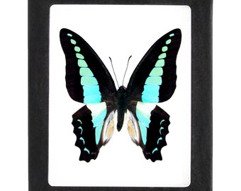 Graphium sarpedon One Real Butterfly Blue Indonesia