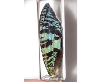 REAL BLACK GREEN SUNSET MOTH BUTTERFLY FAIRY WING PRESERVED IN GLASS VIAL