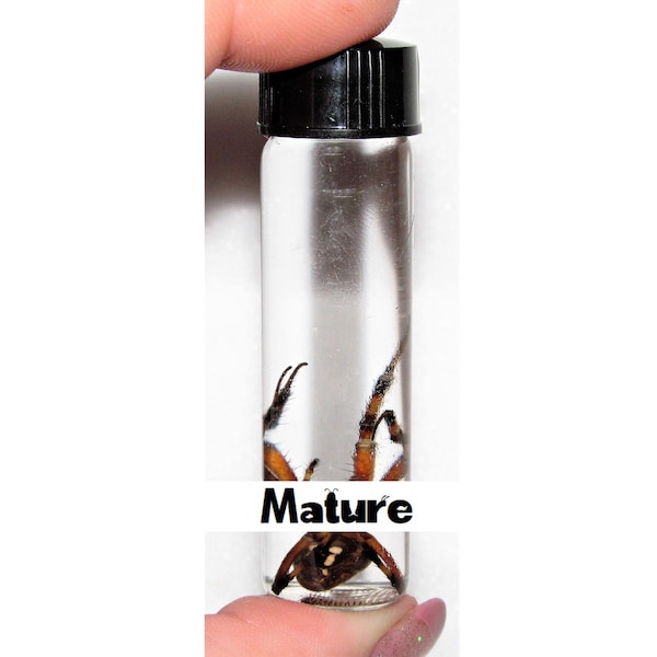 Wet Specimen REAL Arizona Orb Weaver Spider Preserved in Glass Vial Taxidermy Entomology 2in vial