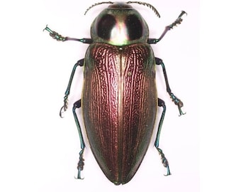 Euchroma gigantea pink purple green rainbow buprestid beetle Peru