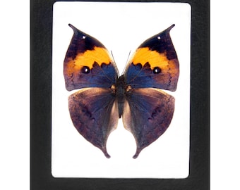 Kallima Inachus One Real Butterfly Blue Leaf Mimic Indonesia - Etsy