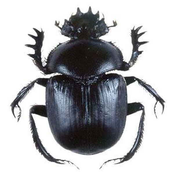 Scarab black beetle USA unmounted packaged