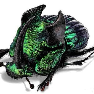 May include: A detailed illustration of a beetle with a textured, iridescent green body and black horns. The beetle's legs and antennae are also black, set against a white background. The artwork highlights the insect's intricate details.