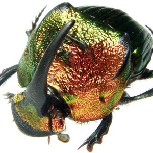 Phanaeus mexicanus ONE Real Orange Red Green male horned rhinoceros scarab dung beetle Guatemala  pinned