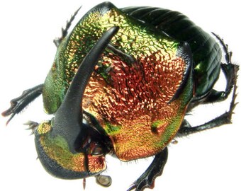 Phanaeus Demon MALE Scarab Beetle Green Form Guatemala PINNED - Etsy