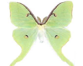 Actias luna green saturn moth USA