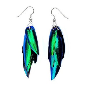 REAL blue green buprestid beetle bug elytra wing preserved earrings
