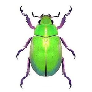 Chrysina beyeri One REAL green purple legs beetle Arizona Unmounted