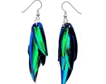 REAL blue green buprestid beetle bug elytra wing preserved earrings