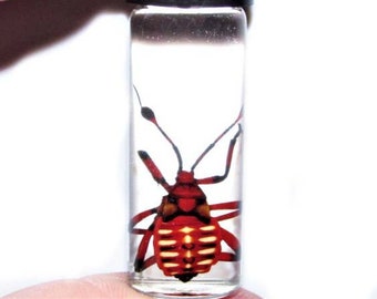 Thasus Neocalifornicus Giant Mesquite Bug Red Nymph Wet Specimen