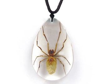 REAL brown recluse spider necklace adjustable chain to fit any person any age