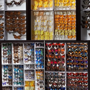 Mounted Wings Spread Assorted butterflies moths Collection Wholesale Mix Lot Choose 1, 5, 10, or 25 pieces