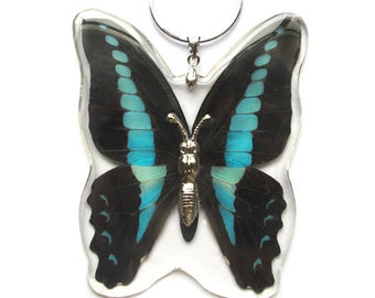 Graphium sarpedon blue butterfly wing necklace
