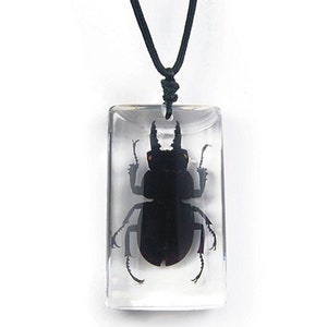 REAL black stag beetle necklace adjustable chain to fit any person any age