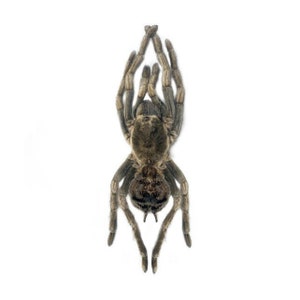 May include: A brown tarantula spider with hairy legs and a dark brown body. The spider is facing the camera with its legs spread out.