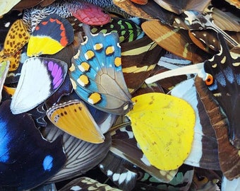 25 pieces A1 perfect quality real assorted butterfly and moth wings wholesale lot mix