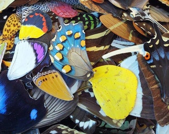 50 pieces A1 perfect quality assorted butterfly and moth wings wholesale lot mix