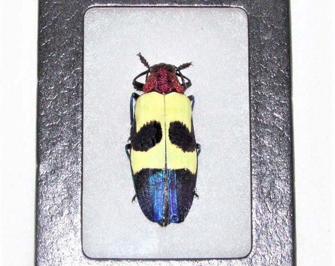 Pink/purple Jewel Beetles, Real Dried Beetle Insect Unmounted ...