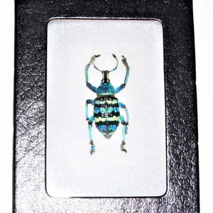 Eupholus magnificus ONE Real weevil blue green beetle Indonesia