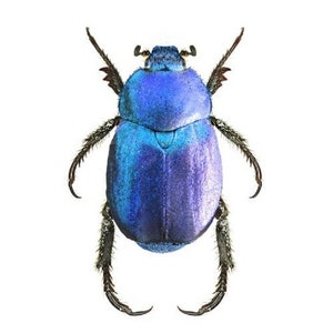 May include: A blue iridescent beetle with long legs and antennae. The beetle is on a white background.
