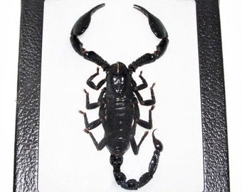 Heterometrus laoticus giant emperor scorpion mounted in defensive pose Thailand