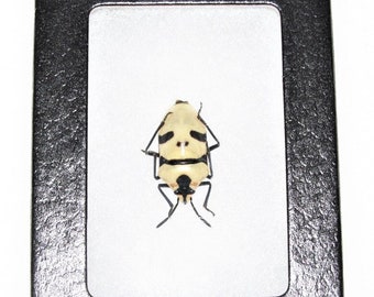 Eucorysses grandis mask skull face shield bug Indonesia