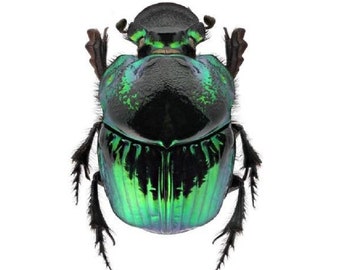 Phanaeus demon female ONE Real Green Phanaeus demon female scarab dung beetle Guatemala