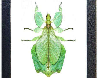 Phyllium pulchrifolium REPLICA framed green leaf bug mimic female Indonesia