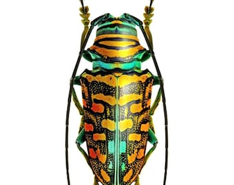 標本 Sternotomis mathildae 26mm 28mm il_340x270.3625940492_tgsx.jpg