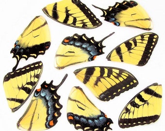 lot de 10 ailes de papillon Papilio glaucus machaon tigre jaune