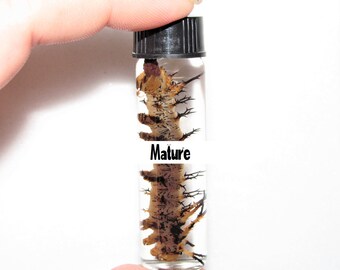 Hickory Horned Devil Etsy