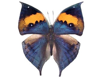 ONE REAL BUTTERFLY YELLOW GREEN GRAPHIUM TYNDAREUS RCA UNMOUNTED WINGS CLOSED