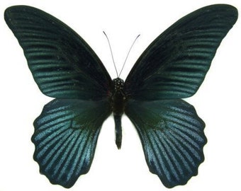 Black Butterfly Etsy Black Butterfly Etsy