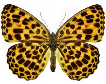 ONE REAL BUTTERFLY BLUE GREEN POLYURA NARCAEA UNMOUNTED WINGS CLOSED CHINA