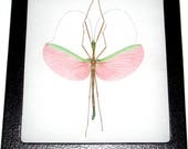 Real framed pink walking stick bug Marmessoidea rosea male