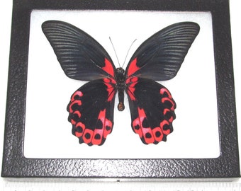 Real Framed Butterfly Ornithoptera Goliath Supremus Birdwing Female